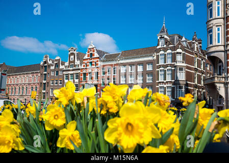 Tulipe jaune fleurs et maisons néerlandais sur arrière-plan, Amsterdam, Pays-Bas Banque D'Images