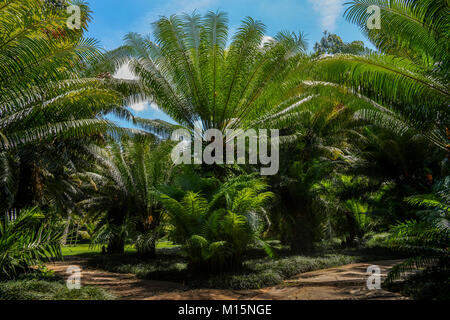 Palms pousser comme l'herbe, avec des gaines qui enroulent autour des tiges ou des lignes puis donner naissance à une feuille - capturés dans Inhtom, Brumadinho, Brésil Banque D'Images