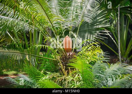 Palms pousser comme l'herbe, avec des gaines qui enroulent autour des tiges ou des lignes puis donner naissance à une feuille - capturés dans Inhotim, Brumadinho, Brésil Banque D'Images