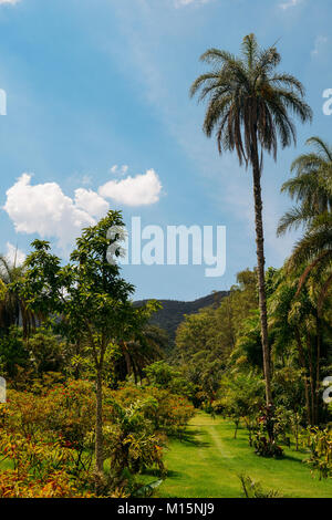 Palms pousser comme l'herbe, avec des gaines qui enroulent autour des tiges ou des lignes puis donner naissance à une feuille - capturés dans Inhotim, Brumadinho, Brésil Banque D'Images