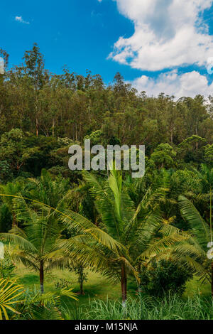 Palms pousser comme l'herbe, avec des gaines qui enroulent autour des tiges ou des lignes puis donner naissance à une feuille - capturés dans Inhotim, Brumadinho, Brésil Banque D'Images