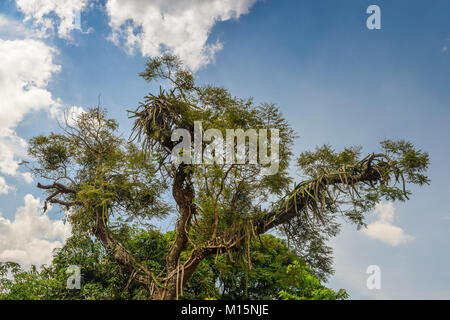 Vignes sur tronc d'arbre tropical rain forest tree massive, capturé au Brésil Banque D'Images