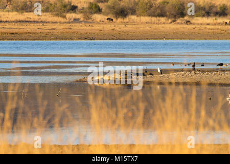 Troupeau d'hippopotames les crocodiles au bord de la rivière de Pilanesberg National Park, Afrique du Sud. Safari dans la faune. Animaux dans la nature Banque D'Images