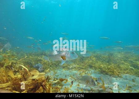 Les petits poissons de diverses espèces de grands australasian snapper Pagrus auratus au-dessus du fond plat de sable recouvert d'algues brunes. Banque D'Images