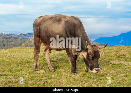 Pestera,Brasov, Roumanie : un pâturage de vaches dans un pré en automne avec les couleurs blanc des montagnes en arrière-plan. Banque D'Images