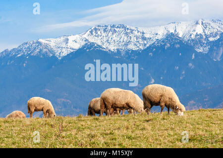 Pestera,Brasov, Roumanie : gratuitement des moutons paissant dans un pré en automne avec les couleurs blanc des montagnes en arrière-plan. Banque D'Images