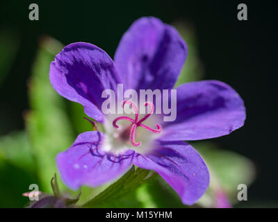 Géranium sanguin (Geranium sylvaticum bois) circuit Gislahellir,,Vestfirðir,l'Islande Banque D'Images