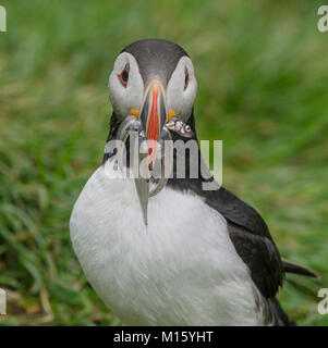 Macareux moine (Fratercula arctica) avec des poissons dans le bec,Hvammstangi,Bakkagerði,Austurland,l'Islande Banque D'Images