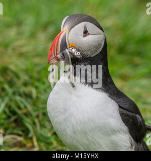 Macareux moine (Fratercula arctica) avec des poissons dans le bec,Hvammstangi,Bakkagerði,Austurland,l'Islande Banque D'Images