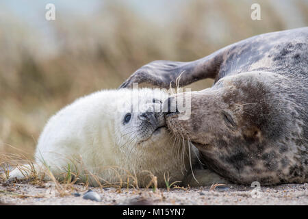 Les phoques gris (Halichoerus grypus) sur la plage,chaton avec mère,Helgoland,Schleswig-Holstein, Allemagne Banque D'Images