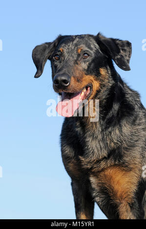 Beauceron Arlequin, bleu merle,chien,assis Banque D'Images