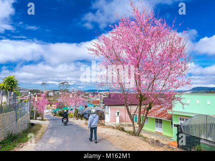 Les touristes profiter de ressort à l'intérieur merisier flamboyant au soleil matinal, tous créés et ludique de beauté est typique des highlands avec l'arrivée du printemps Banque D'Images