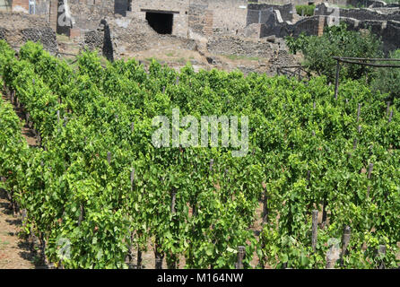 Mastroberardino Winery Vineyard à Pompéi, Campanie, Italie. Banque D'Images