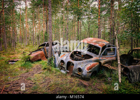 Rusty old voitures abandonnées en forêt Banque D'Images