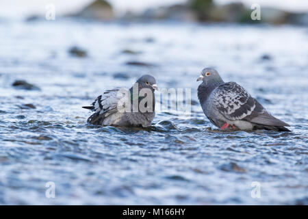 Pigeon ramier Columba palumbus ; deux ; Bains Cornwall, UK Banque D'Images