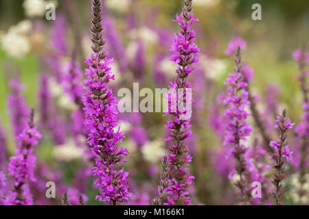 La salicaire pourpre, Lythrum salicaria Plantes à Cornwall, UK Banque D'Images