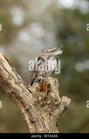 Une grille supérieure de Podargus strigoides fauve sur souche d'arbre unique ; en captivité UK Banque D'Images