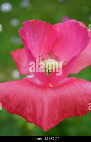 Fleurs sauvages de l'Alaska, close-up de forme de coeur rose, fleur de pavot cultivé dans le New Jersey, USA Banque D'Images