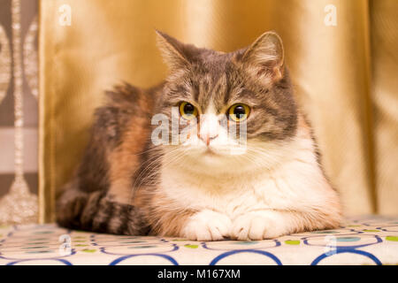 Un gros plan d'une écaille de pet cat's face. Le chat est allongé sur le côté et à l'avant. Banque D'Images