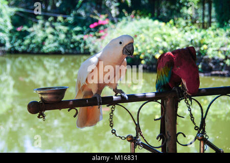 Cacatoès blanc à crête jaune Parrot dans la nature l'entourant, Bali, Indonésie Banque D'Images