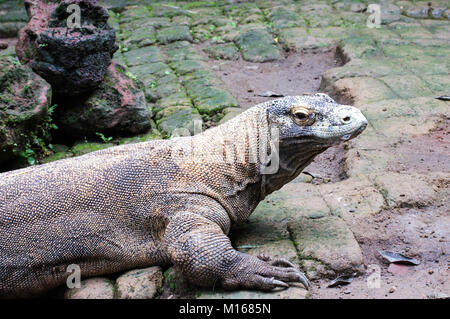 Dragon de Komodo à l'état sauvage sur la nature sur l'herbe Banque D'Images