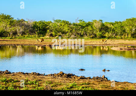 Un mâle et deux femelles potable Lions au lever du soleil à l'Abreuvoir Pan Nkaya dans Kruger Park South Africa Banque D'Images