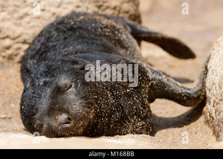 Jeune phoque dormant sur dans le sable et les rochers de la Skeleton Coast, au nord ouest de la Namibie. Banque D'Images