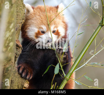 Gros plan de jeunes panda rouges (Ailurus fulgens) isolés à l'extérieur, dans un arbre, Cotswold Wildlife Park UK, en tenant avec de grands paw à fourrure. Banque D'Images