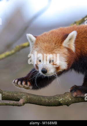 Gros plan mignon jeune panda rouge (Ailurus fulgens) isolé en plein air grimpant des arbres et s'amuser, Cotswold Wildlife Park, Royaume-Uni. Banque D'Images