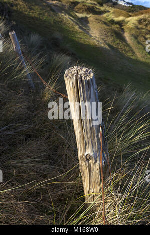 Stumped sur la plage Banque D'Images