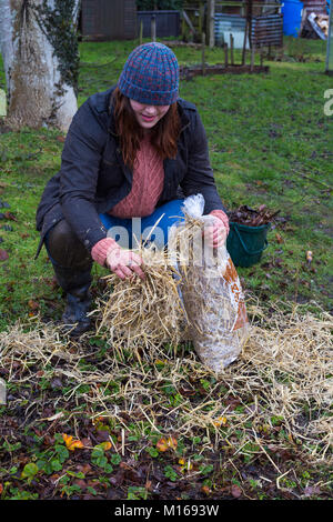 Jeune femme de l'ajout d'un paillis de paille d'orge pour les fraisiers pour les protéger de gel d'hiver Banque D'Images