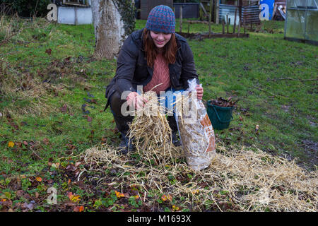 Jeune femme de l'ajout d'un paillis de paille d'orge pour les fraisiers pour les protéger de gel d'hiver Banque D'Images