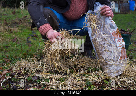 L'ajout d'un paillis de paille d'orge pour les fraisiers pour les protéger de gel d'hiver Banque D'Images