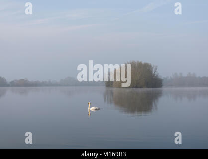 Un cygne sur un lac encore Banque D'Images