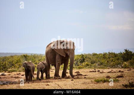 Les éléphants d'Afrique (Loxodonta africana), mère de deux enfants, l'Addo Elephant National Park, Eastern Cape, Afrique du Sud Banque D'Images
