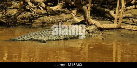 Dans l'Amazonas alligator, la Bolivie. Banque D'Images