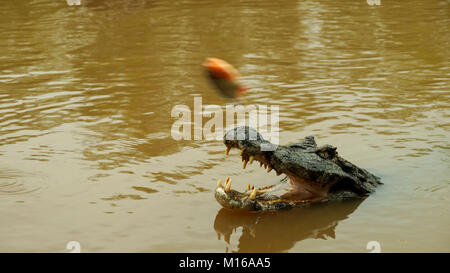 Dans l'Amazonas alligator, la Bolivie. Banque D'Images