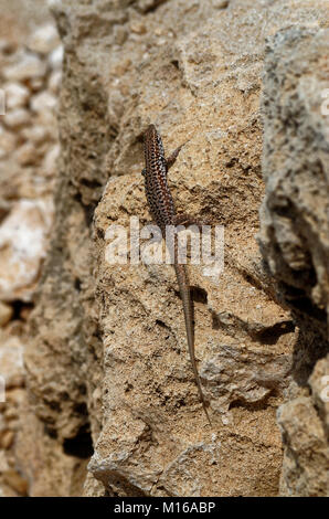 Lézard des murailles au soleil sur une pierre Banque D'Images