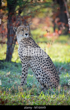 Le Guépard (Acinonyx jubatus), assis attentivement dans l'herbe, Savuti, district de Chobe, Botswana Banque D'Images