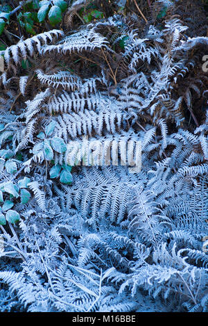 La création de givre givre sculpturale fougères dans paysage d'hiver dans la région des Cotswolds, England, UK Banque D'Images