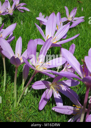 Blooming Crocus lavande à Giverny France Banque D'Images