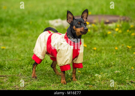 Pinscher Pincher debout sur l'herbe verte dans un beau chandail rouge blanc Banque D'Images