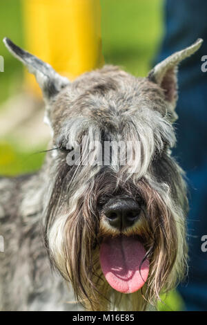 Beau visage drôle Zwergschnauzer Schnauzer nain chien avec sourcils et langue Banque D'Images