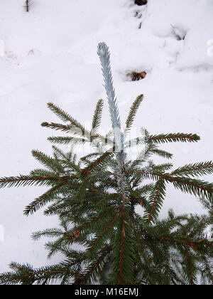 Arbres et revêtement chimique (Picea abies), plants d'arbres forestiers, traitement chimique des plantes ligneuses Banque D'Images