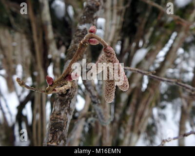 Close-up hazel commun brindille dans l'hiver, (Corylus avellana), noisetier - chatons, Banque D'Images