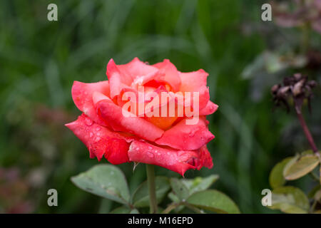 beau jardin de roses rouges