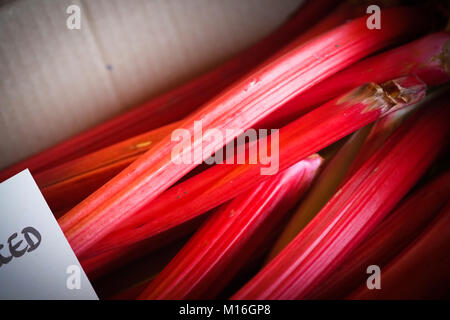 Yorkshire rhubarb en vente Banque D'Images