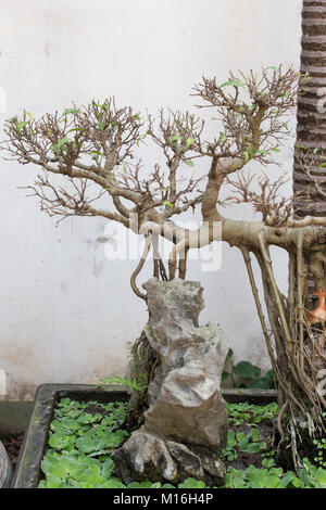 Beaux bonsai au Vietnam avec des roches et des racines visibles Banque D'Images