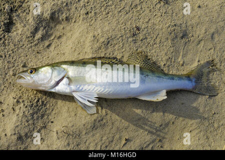 D'eau douce pêchés zander se trouve sur le sable Banque D'Images