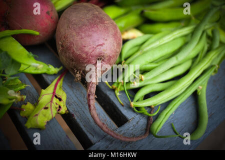 Les légumes d'un allotissement en anglais. Un mode de vie durable, un minimum de kilomètres alimentaires, produits bio, de saison, frais, manger des aliments cultivés sur place. Banque D'Images